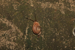 Cyclophorus punctatus