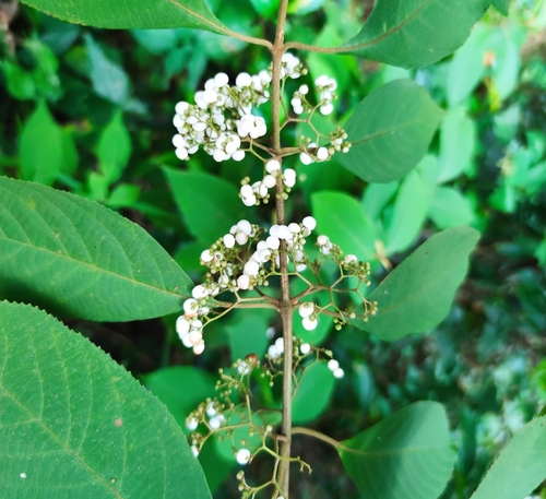 Callicarpa longifolia observed 2026-07-16