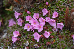 Diapensia purpurea, photograph Morten Ross, CC BY, iNaturalist via GBIF