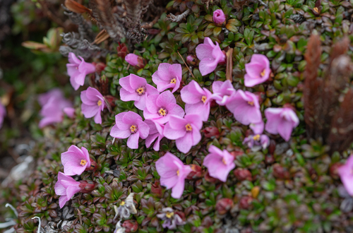 Diapensia purpurea, photograph 3