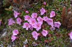 Diapensia purpurea, photograph Morten Ross, CC BY, iNaturalist via GBIF