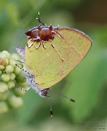 Telea Hairstreak photo 4