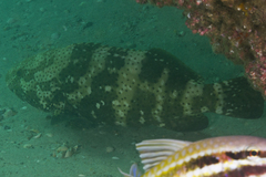 Epinephelus malabaricus