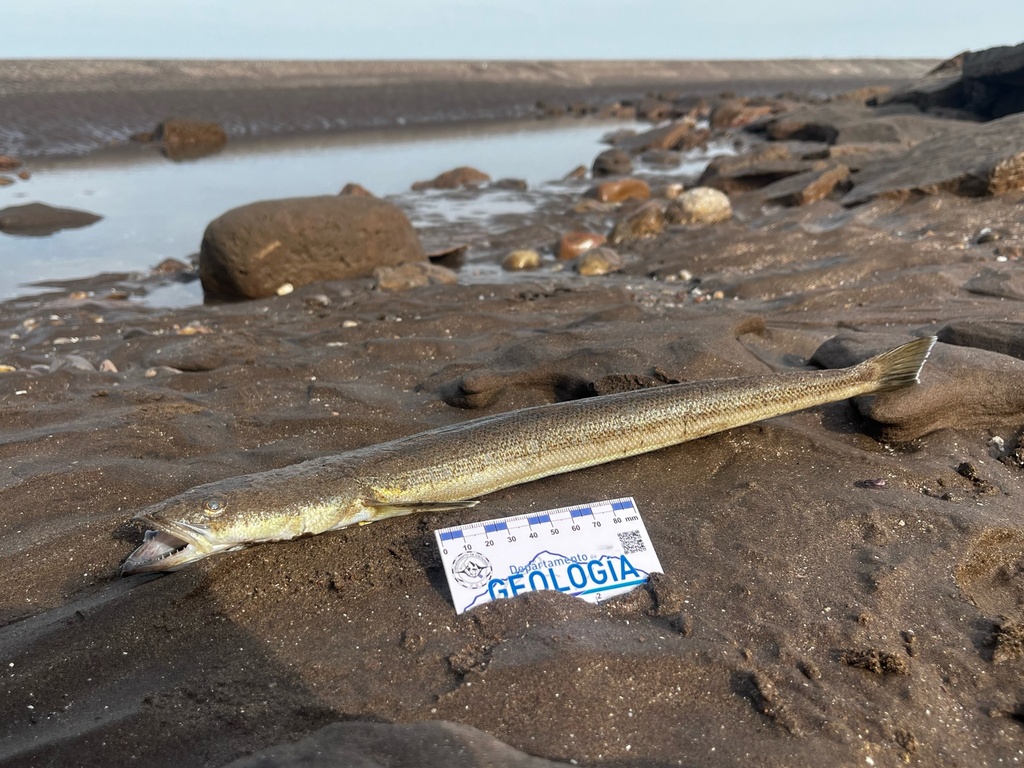 Brazilian flathead (Percophis brasiliensis) — Percophidae