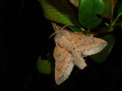 Phyllodesma tremulifolia