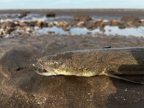 Brazilian flathead (Percophis brasiliensis) — Percophidae — 2