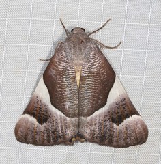 Niceteria macrocosma