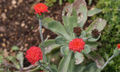 Kleinia fulgens
