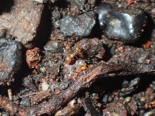 Wasmannia auropunctata observed 2026-07-09