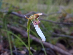 Eriochilus collinus