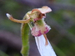 Eriochilus collinus