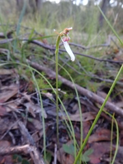 Eriochilus collinus