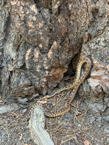 iNaturalist observation photo of Great Basin Gopher Snake