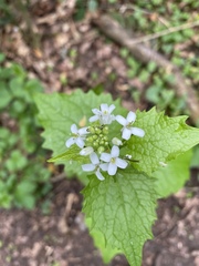 Alliaria petiolata