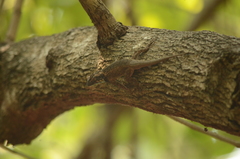 Sceloporus melanorhinus