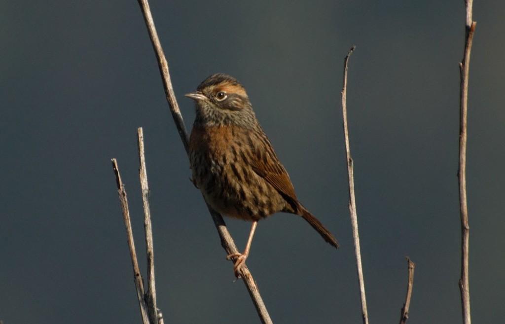 Rufous-Breasted Accentor