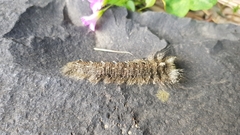 Lebeda nobilis