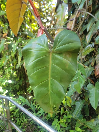 Philodendron erubescens observed 2026-07-16