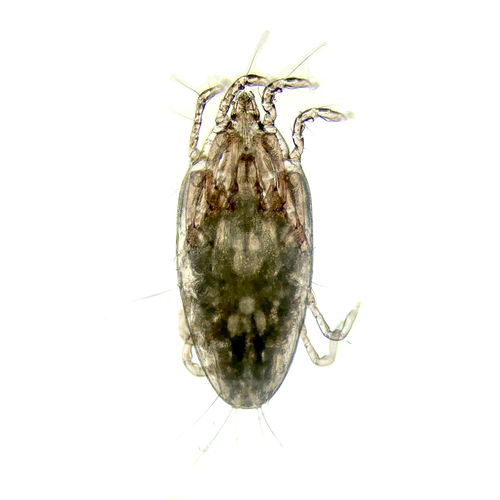 Mite