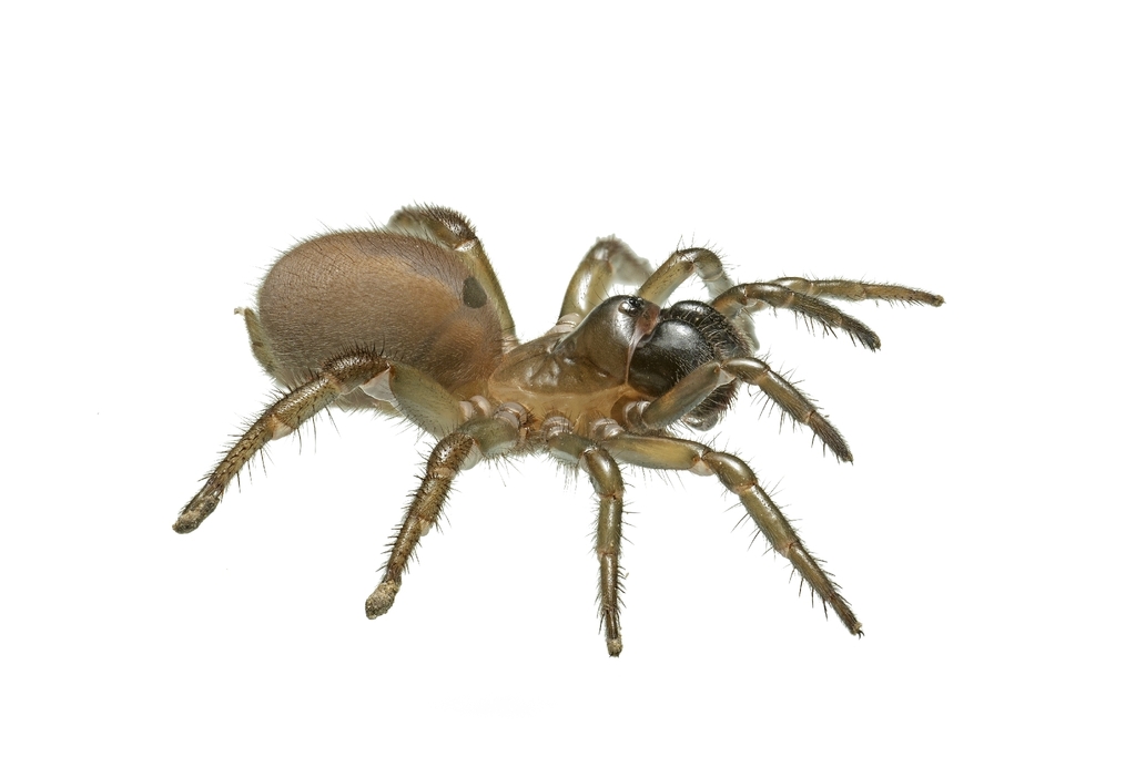 Antrodiaetus lincolnianus