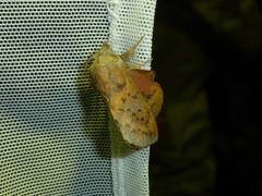 Phyllodesma tremulifolia