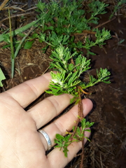 Teucrium africanum