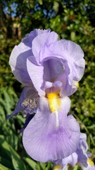 Iris pallida