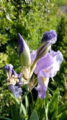 Iris pallida