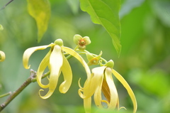 Cananga