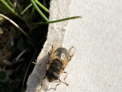 Eristalis pertinax