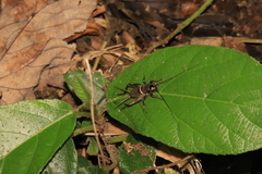 Teleogryllus mitratus