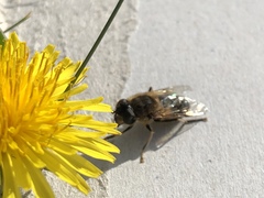 Eristalis pertinax