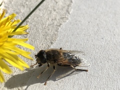 Eristalis pertinax