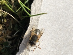 Eristalis pertinax