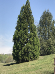 Calocedrus