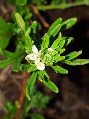 Teucrium africanum