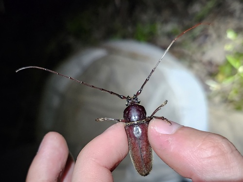 Romulus globosus