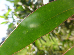 Eucalyptus ligustrina