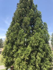 Calocedrus