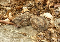 Caprimulgus madagascariensis