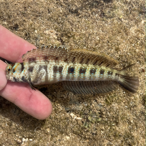 Blenniella chrysospilos observed 2026-07-16