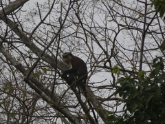 Cercopithecus mona
