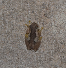 Litoria dentata