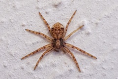 Pulchellodromus