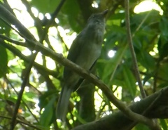 Lipaugus vociferans