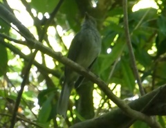 Lipaugus vociferans