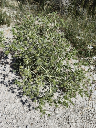 Field Eryngo