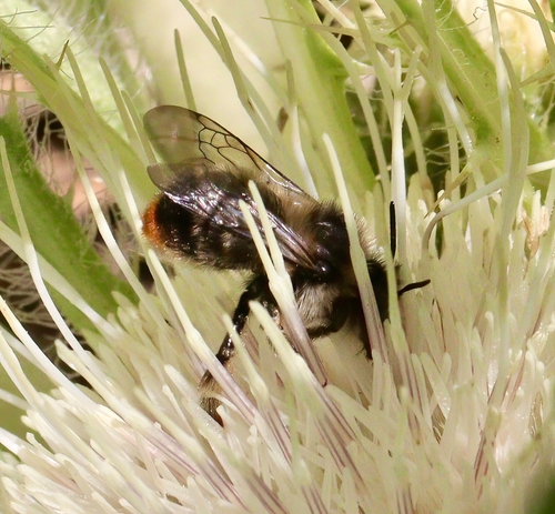 iNaturalist observation photo of Orange-tipped Wood-digger