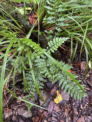 Asplenium lamprophyllum, photograph (c) Hannah Whittall, some rights reserved (CC BY)