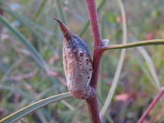 Hakea carinata